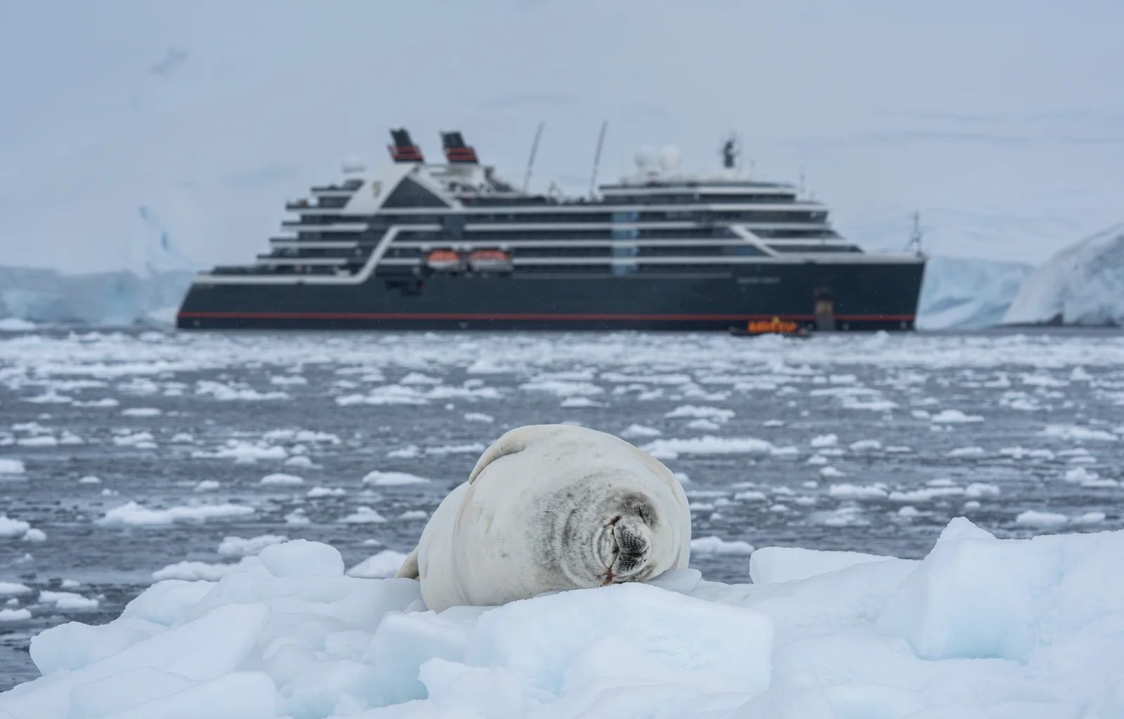 Crabeater seal resting on pack ice with Seabourn Venture in the background, Antarctica